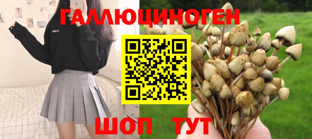 Псилоцибиновые грибы Psilocybine cubensis  Псилоцибиновые грибы мицелий  как найти закладки  Красный Сулин 